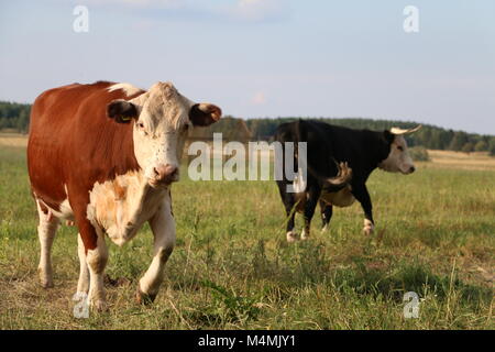 Two cows walking in a pasture Stock Photo