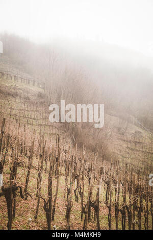 valleys and hills with vineyards around the Italian town of Valdobbiadene, famous for the production of Prosecco sparkling wine. Winter low clouds and Stock Photo