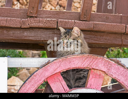 tabby cat behind a pink wagon wheel garden decoration Stock Photo