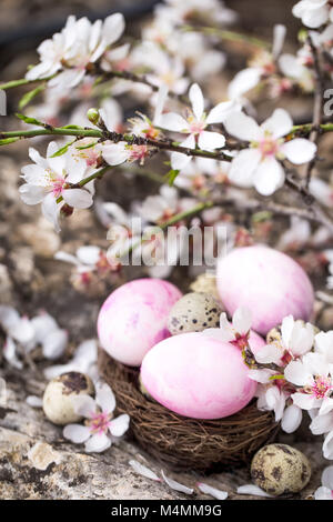 Pink easter eggs and quail eggs in the small nest under almond blossom Stock Photo