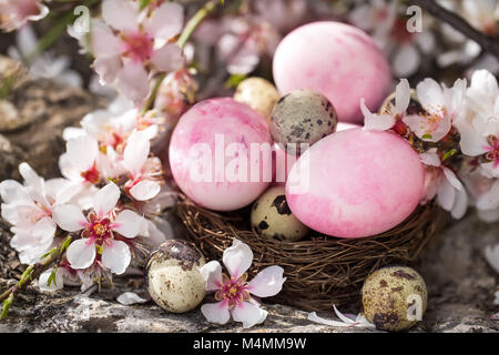 Pink easter eggs and quail eggs in the small nest under almond blossom Stock Photo