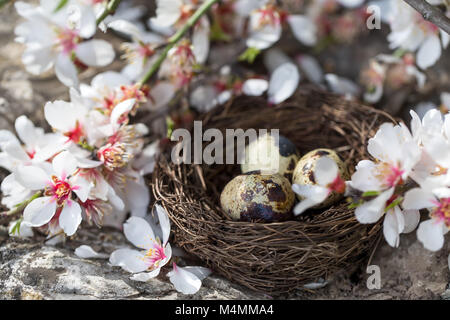 Quail eggs in the small nest under almond blossom Stock Photo