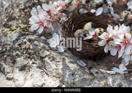 Quail eggs in the small nest under almond blossom Stock Photo