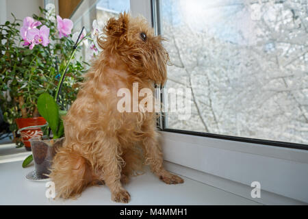 Dog breed the Brussels Griffon sits on the windowsill and looking out the window Stock Photo