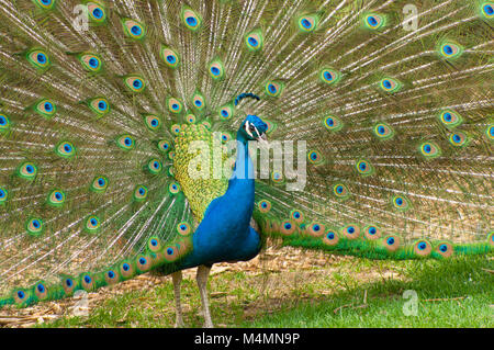 Frontal view of peacock bird standing with tail feathers opened Stock Photo