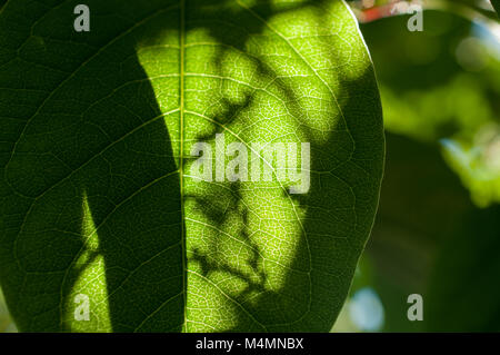 Closeup of portion of leaf backlit by the sun with shadows of other leaves in the background