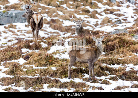 Red Deer, Cervus Elaphus, stags in grassland during winter near Glencoe in Scotland, showing excellent camouflage during the winter months. Stock Photo