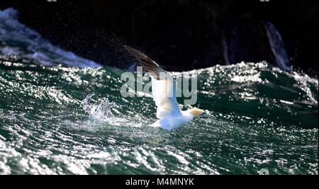 Gannet fishing Bass rock Scotland Stock Photo