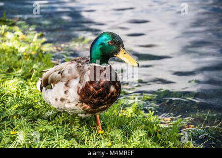 Male mallard duck walking on a  the lawn Stock Photo