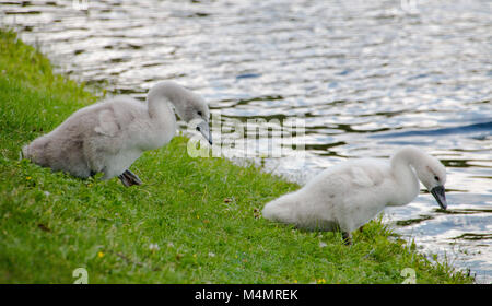 Two young cygnets of mute swan Stock Photo