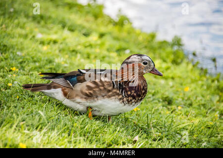 Young male mandarin duck in the meadow Stock Photo
