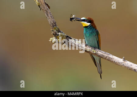 bee-eater on a branch with prey Stock Photo