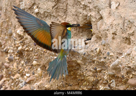 bee-eater feeding Stock Photo