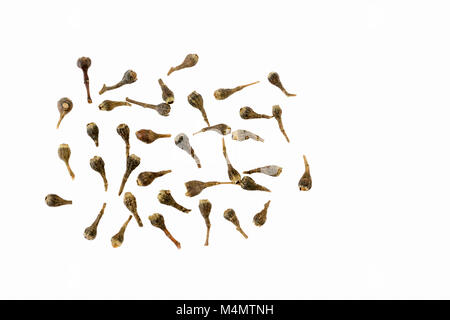 Cubeb or kabab chini (Piper cubeba) on a white background Stock Photo