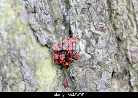 Red insect firebug Pyrrhocoris apterus on a tree trunk bark Stock Photo
