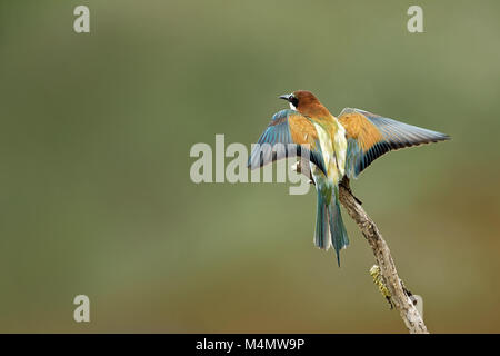 bee-eater landing on a branch Stock Photo