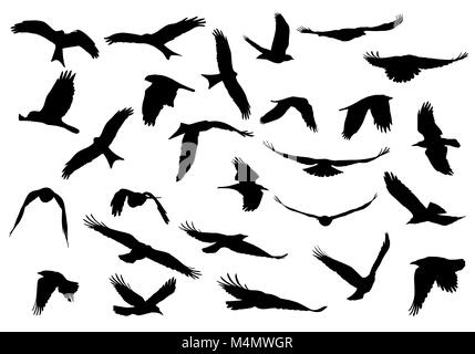 Set of realistic vector illustrations of silhouettes of flying birds of prey isolated on white background Stock Vector