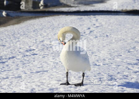 Mute swan in the snow Stock Photo