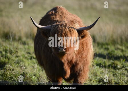 Highland cow on RSPB Loch Leven reserve Stock Photo