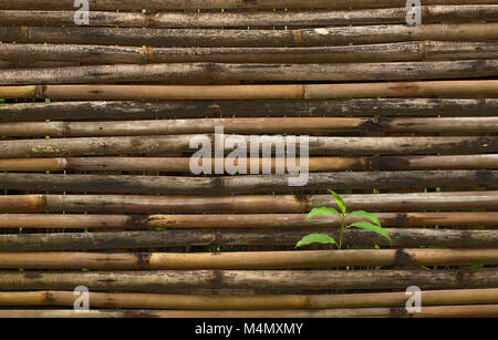 rustic yellow bamboo fence and green plant Stock Photo