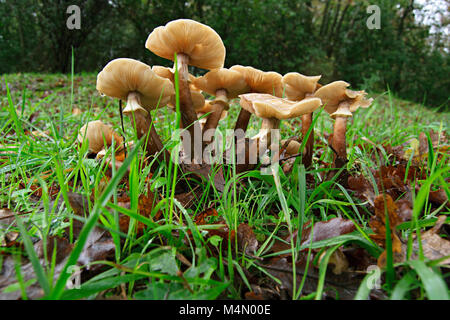 Cluster of honey mushroom (Armillaria mellea) Stock Photo