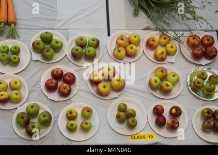Plates of fresh apples (4 to a plate) - entries displayed in produce competition, Gardeners' Show, Burley-in-Wharfedale, West Yorkshire, England, UK. Stock Photo