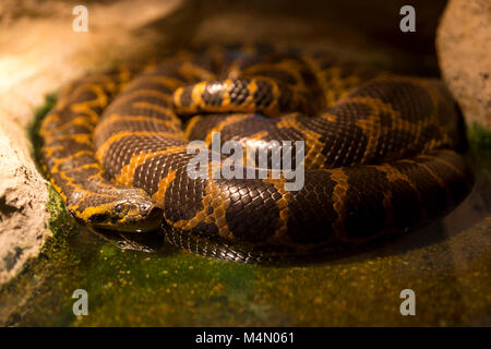Paraguayan anaconda sleeping in the water near rock. Paraguayan anaconda is a boa species endemic to southern South America. Stock Photo