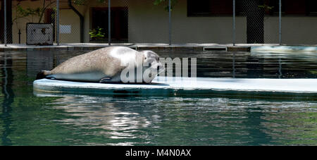 seal lion resting in the sun at the zoo pool Stock Photo