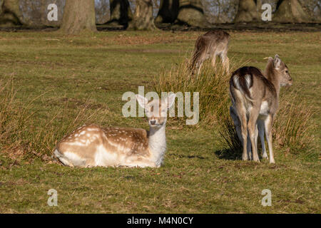 The Deer Park - Knole Park, Sevenoaks, Kent Stock Photo