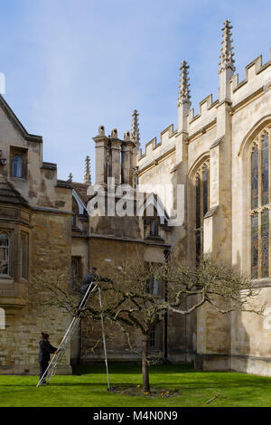 College Gardeners prune Newton's Apple Tree outside Trinity College, Cambridge, UK Stock Photo