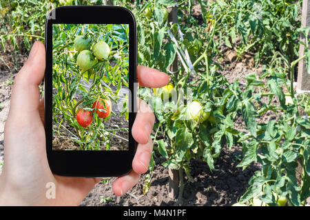 travel concept - tourist photographs ripening tomato fruits on bushes in garden in Krasnodar Kuban region of Russia in summer season on smartphone Stock Photo