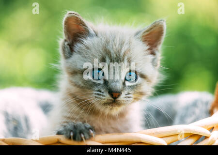 Small kitten with blue ayes in basket Stock Photo