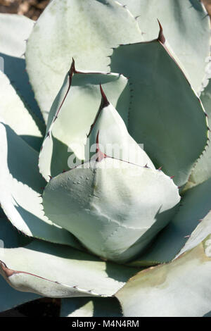 Artichoke agave (Agave parryi var. truncata). Called Mescal agave also Stock Photo