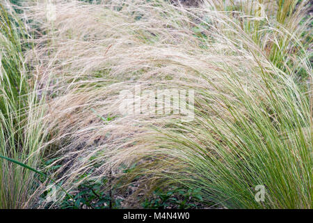 Mexican feathergrass (Nassella tenuissima). Called Finestem needlegrass, Fineleaved nassella  and Argentine needle-grass Stock Photo