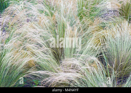 Mexican feathergrass (Nassella tenuissima). Called Finestem needlegrass, Fineleaved nassella  and Argentine needle-grass Stock Photo