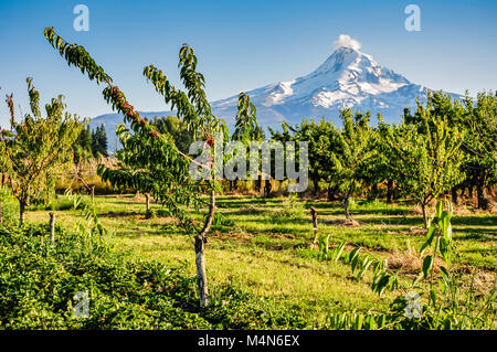 Cherry orchard in front of white peaks of Mount Rainer. Stock Photo