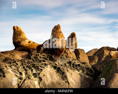 A group of huge male Steller Sea Lions photographed in Southern British Columbia. Stock Photo