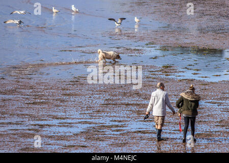People walk their dog on the beach disturbing seabirds. Torbay, Devon. February 2018. Stock Photo
