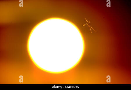 Chalvington, East Sussex, UK. 17th Feb, 2018. UK Weather: Mosquitoes swarming at sunset after a sunny and mild day in the South East. © Peter Cripps/Alamy Live News Stock Photo