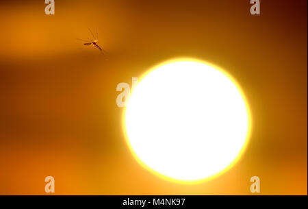 Chalvington, East Sussex, UK. 17th Feb, 2018. UK Weather: Mosquitoes swarming at sunset after a sunny and mild day in the South East. © Peter Cripps/Alamy Live News Stock Photo