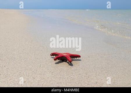 Colorful African red knob sea star or starfish on beach Stock Photo