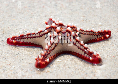 Colorful African red knob sea star or starfish on beach Stock Photo