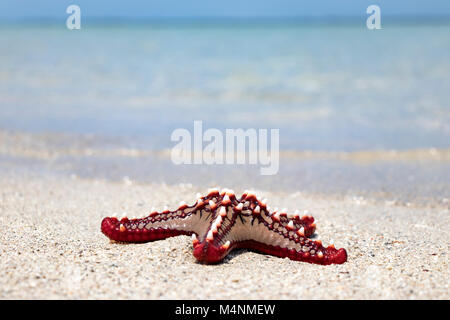 Colorful African red knob sea star or starfish on beach with ocean in background Stock Photo