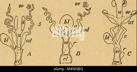 Bensley S Practical Anatomy Of The Rabbit An