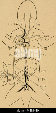 Bensley's Practical anatomy of the rabbit - an elementary laboratory text-book in mammalian anatomy (1948) (20370572671) Stock Photo