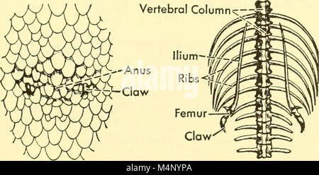 Biology of the vertebrates - a comparative study of man and his animal allies (1949) (20358047326) Stock Photo