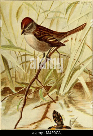 Bird-life; a guide to the study of our common birds (1898) (14755731085) Stock Photo