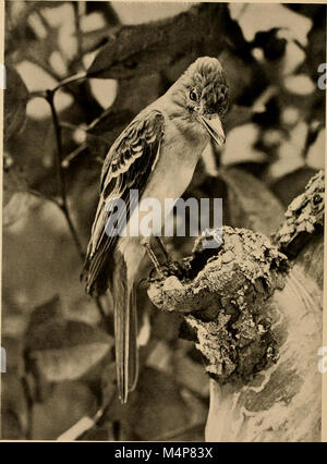 Bird studies; an account of the land birds of eastern North America (1898) (14568982419) Stock Photo