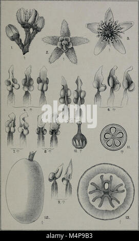 Boletim do Museu Paraense de Historia Natural e Ethnographia (1894) (19764405604) Stock Photo