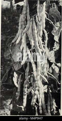 Bolgiano's capitol city seeds - 1960 (1960) (20202430200) Stock Photo